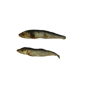 Sprotje